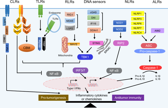 targeting innate sensing in the tumor microenvironment to improve immunotherapy cellular molecular immunology