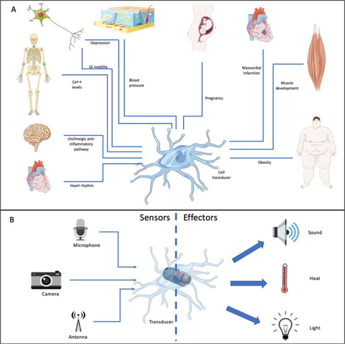 Macrophages And The Maintenance Of Homeostasis Cellular Molecular Immunology