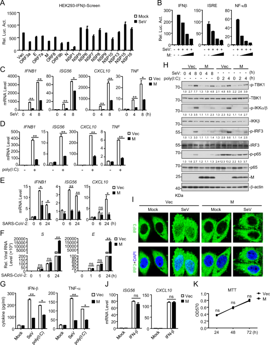 Sars Cov 2 Membrane Glycoprotein M Antagonizes The Mavs Mediated Innate Antiviral Response Cellular Molecular Immunology