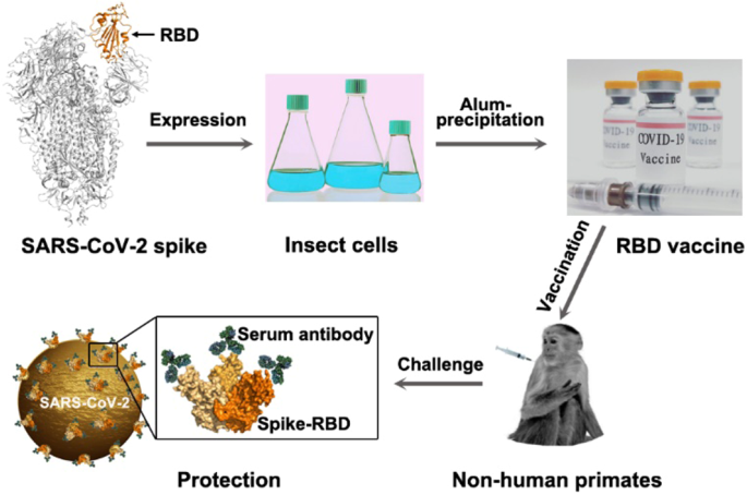 New strategy for COVID-19 vaccination: targeting the receptor-binding  domain of the SARS-CoV-2 spike protein