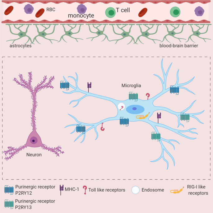 The Roles Of Microglia In Viral Encephalitis From Sensome To Therapeutic Targeting Cellular Molecular Immunology