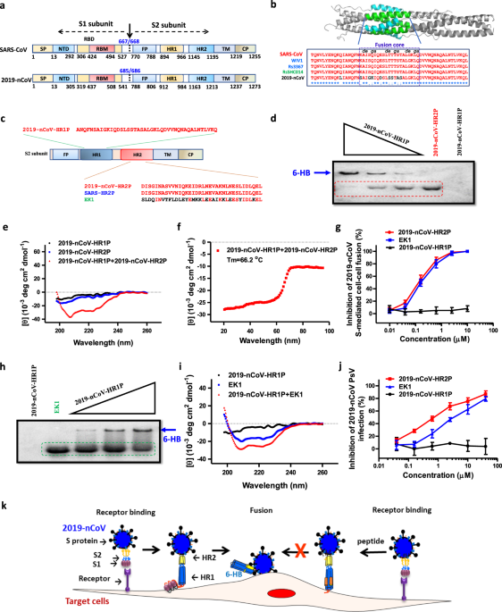 Fusion Mechanism Of 2019 Ncov And Fusion Inhibitors Targeting Hr1