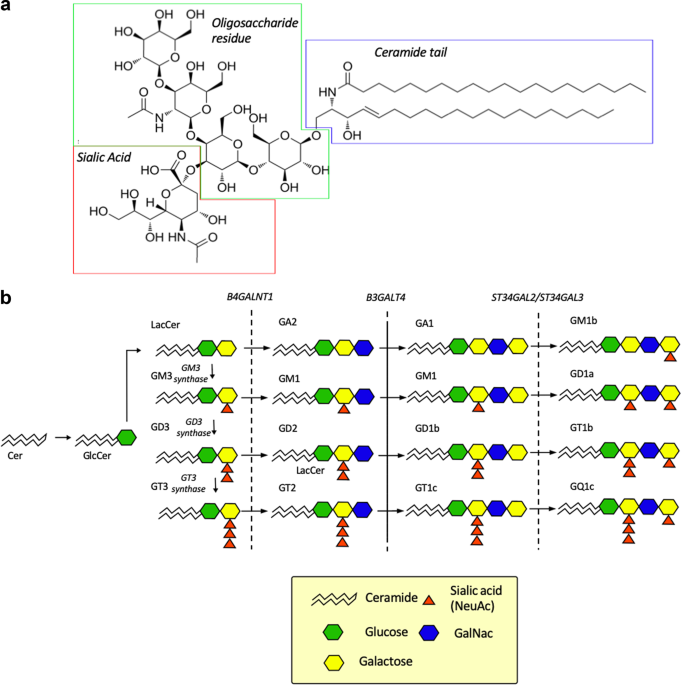 Physiology Of Gangliosides And The Role Of Antiganglioside Antibodies In Human Diseases Cellular Molecular Immunology