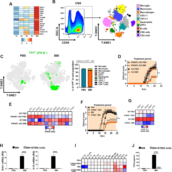 A Serine Protease Inhibitor Suppresses Autoimmune Neuroinflammation By Activating The Sting Ifn B Axis In Macrophages Cellular Molecular Immunology