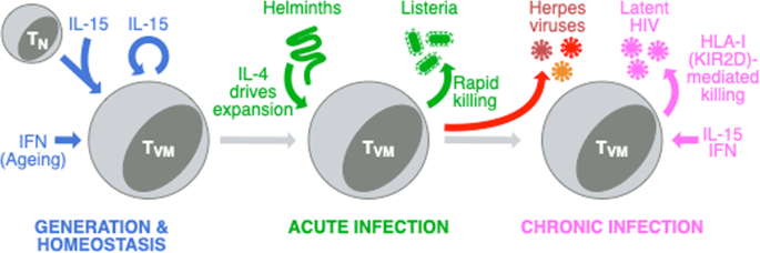 Bystanders or real players: virtual memory t cells keep chronic infections in check