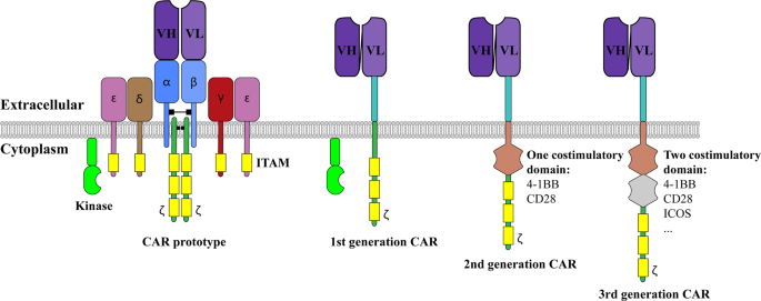 Signaling from T cell receptors (TCRs) and chimeric antigen receptors  (CARs) on T cells | Cellular & Molecular Immunology