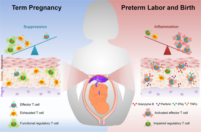 Maternal and fetal T cells in term pregnancy and preterm labor | Cellular &  Molecular Immunology