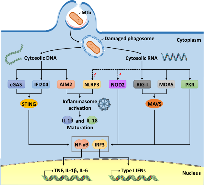 New insights into the evasion of host innate immunity by Mycobacterium  tuberculosis | Cellular & Molecular Immunology