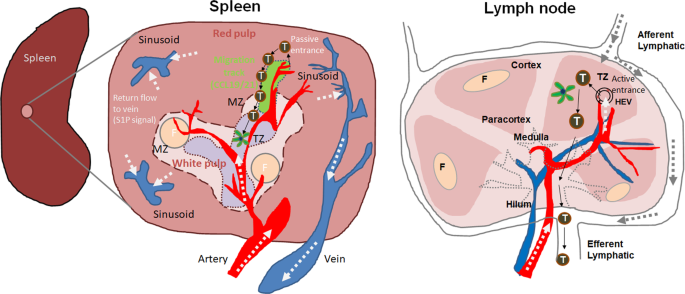 16+ Germinal Center Of White Pulp Of Spleen Gif