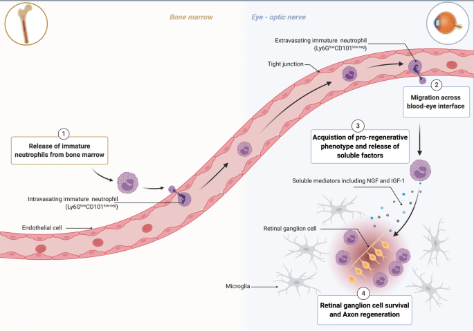 Bridging The Gap Immune Cells That Can Repair Nerves Cellular Molecular Immunology