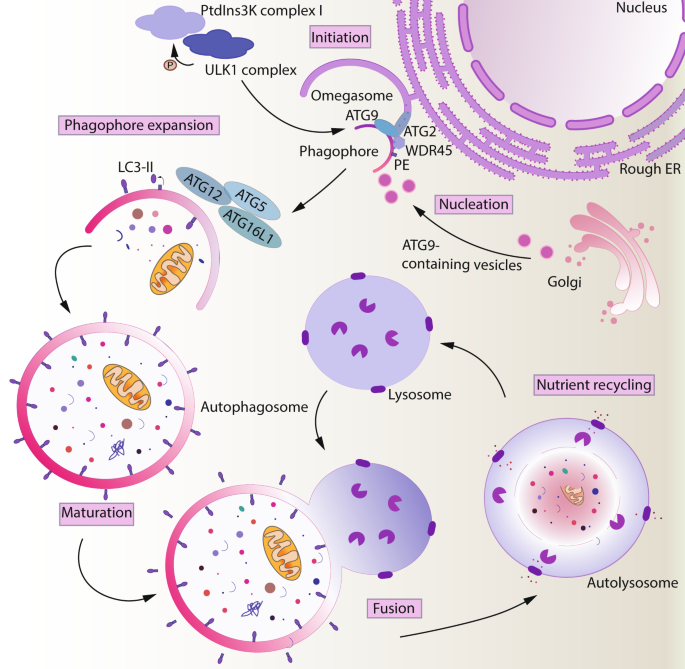 Full article: Interactions of Autophagy and the Immune System in Health and  Diseases