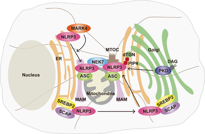 Therapeutic modulation of inflammasome pathways - Chauhan - 2020