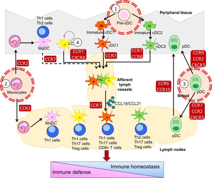 Dendritic cell migration in inflammation and immunity