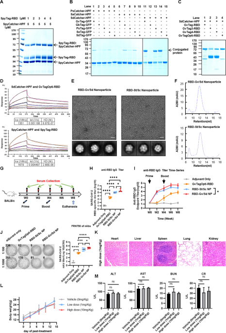 Improvement of a SARS-CoV-2 va...
