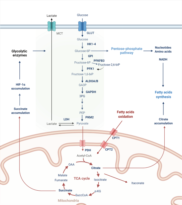 Impact of intracellular innate immune receptors on immunometabolism