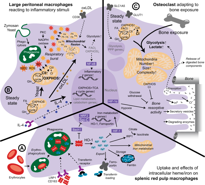 Metabolism of tissue macrophages in homeostasis and pathology