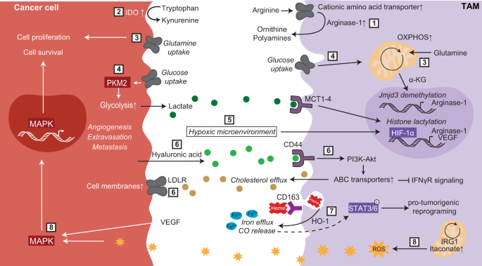 Metabolism of tissue macrophages in homeostasis and pathology