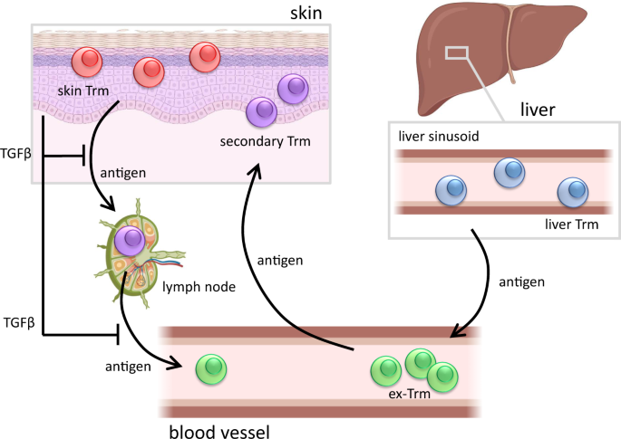 Staying home or leaving for a party: tissue-dependent choices of tissue-resident memory t cells