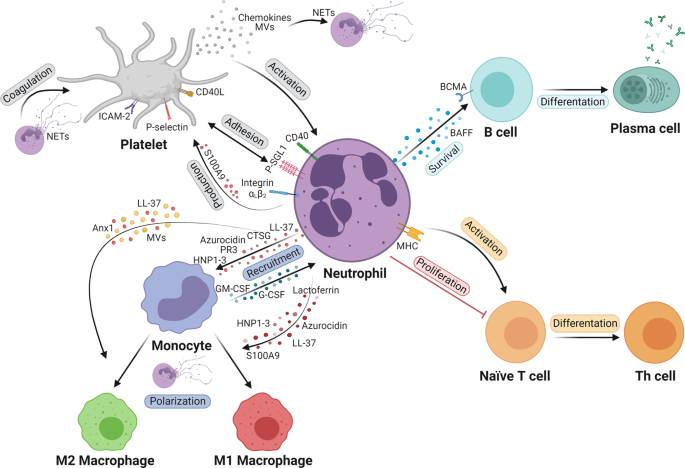 Neutrophils in chronic inflammatory diseases | Cellular & Molecular  Immunology
