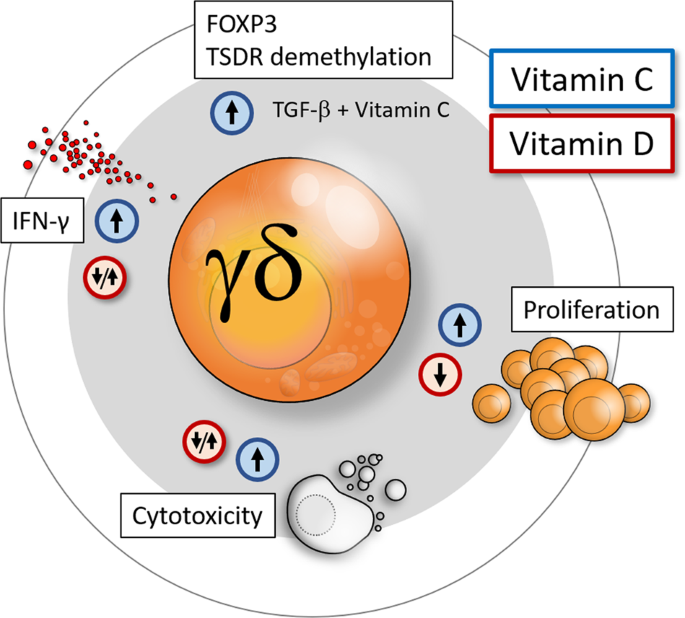 Vitamin C and Vitamin D—friends or foes in modulating γδ T-cell  differentiation? | Cellular & Molecular Immunology
