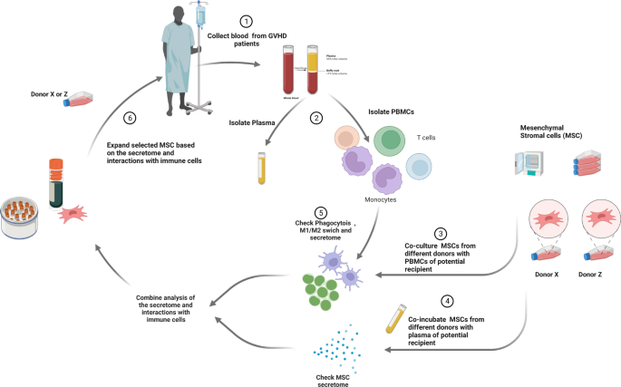 Current perspectives on mesenchymal stromal cell therapy for graft 