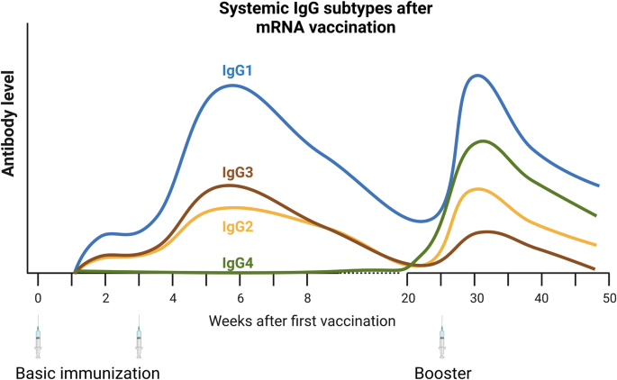 Class switch toward noninflammatory, spike-specific IgG4 antibodies after  repeated SARS-CoV-2 mRNA vaccination