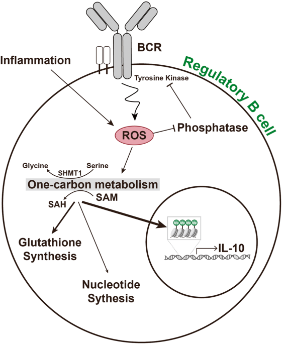 gnc glutathione side effects Glutathione deficiency and heart failure: a systematic review of human and  animal evidence
