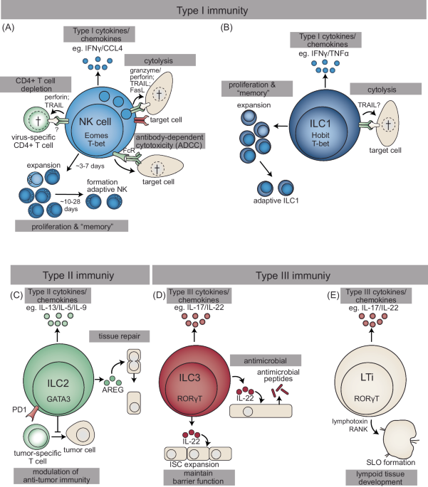 tissue-specific-features-of-innate-lymphoid-cells-in-antiviral-defense-cellular-molecular-immunology