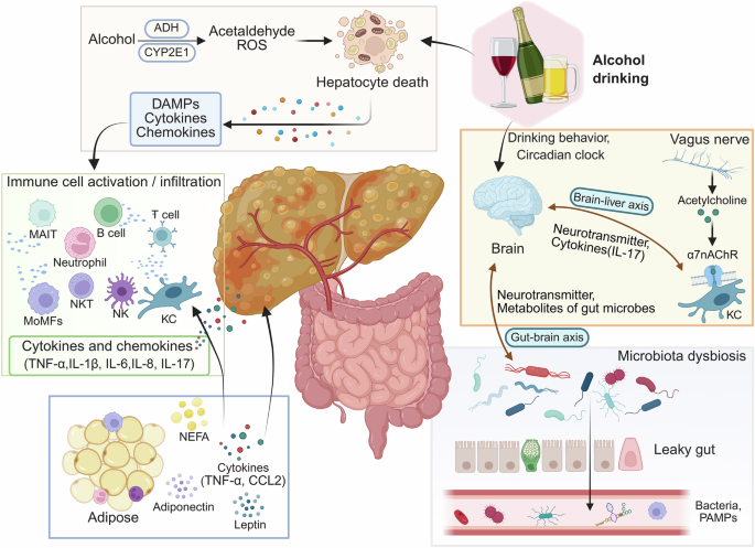 what happens if you drink alcohol while taking glutathione Frontiers