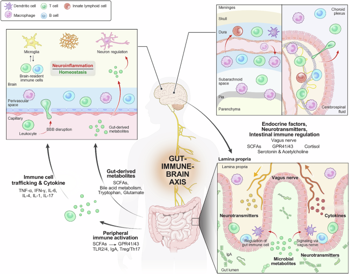 acetyl-l-carnitine immune system Beyond the gut: decoding the gut–immune–brain axis in health and disease