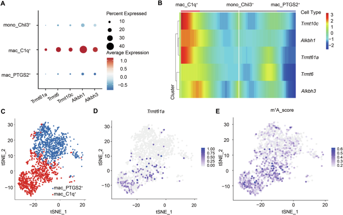 tRNA m1A modification orchestrates STING translation in macrophages to enhance antitumor immunity and CAR-macrophage immunotherapy - Cellular & Molecular Immunology