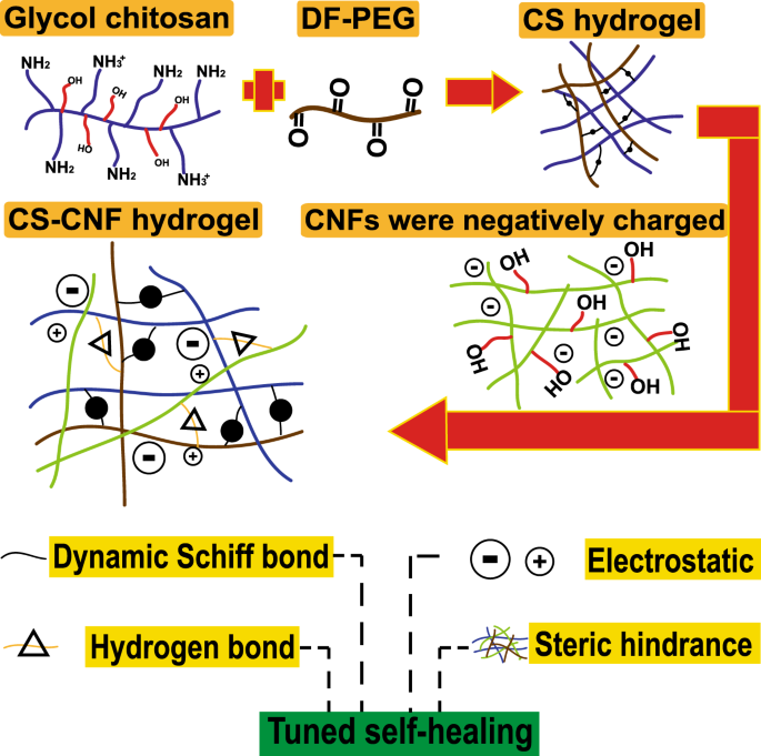 Novel Chitosan cellulose Nanofiber Self healing Hydrogels To Correlate novel-chitosan-cellulose-nanofiber-self-healing-hydrogels-to-correlate