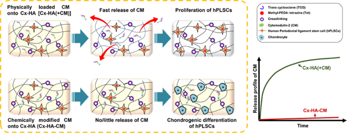 An injectable, click-crosslinked, cytomodulin-modified hyaluronic acid  hydrogel for cartilage tissue engineering | NPG Asia Materials