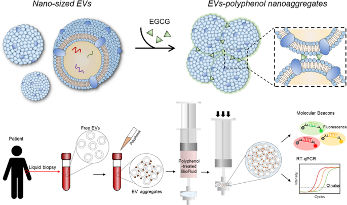 Extracellular vesicle (ev)-polyphenol nanoaggregates for microrna-based cancer diagnosis