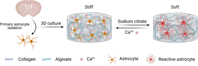Matrix stiffness changes affect astrocyte phenotype in an in vitro injury model