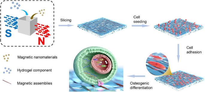 Nanocomposite magnetic hydrogel with dual anisotropic properties induces osteogenesis through the NOTCH-dependent pathways