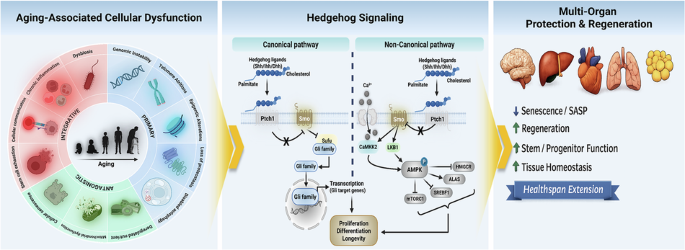 Dive into soft matter imaging: artificial intelligence-integrated electron microscopy