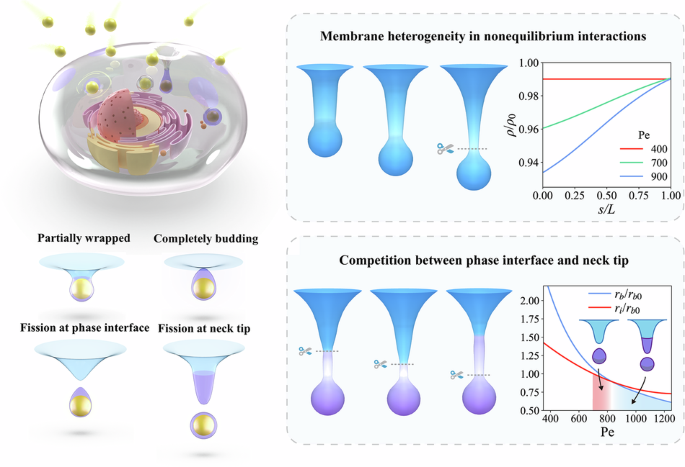 Competition between phase interface and activity-induced heterogeneity in nonequilibrium cellular uptake