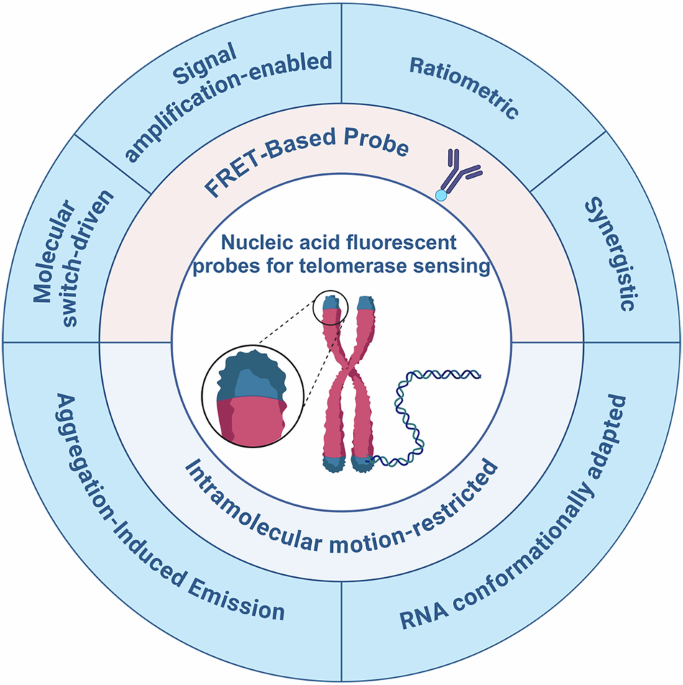 Nucleic acid fluorescent probes for telomerase assay