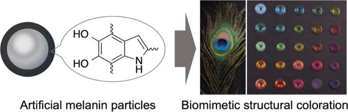 Artificial melanin particles: new building blocks for biomimetic structural  coloration | Polymer Journal