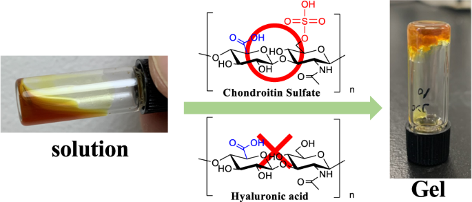 Guest-responsive supramolecular hydrogels expressing selective sol–gel transition for sulfated glycosaminoglycans