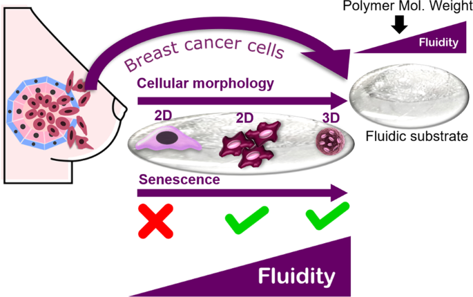 Fluidic substrate as a tool to probe breast cancer cell adaptive behavior in response to fluidity level