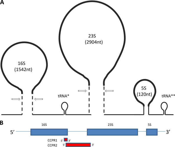 Doxycycline Inhibits Pre Rrna Processing And Mature Rrna Formation In E Coli The Journal Of Antibiotics