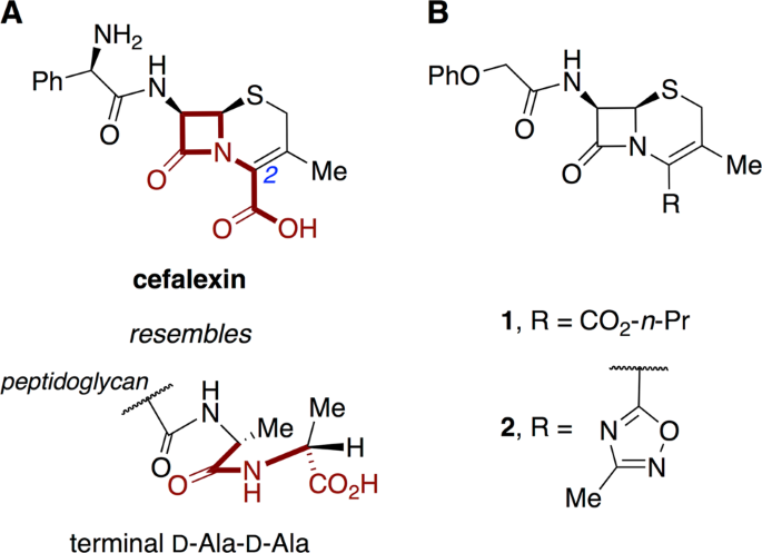 Effect Of C 2 Substitution On The Stability Of Non Traditional Cephalosporins In Mouse Plasma The Journal Of Antibiotics