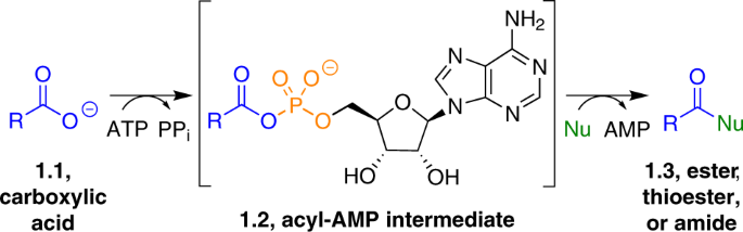 Targeting adenylate-forming enzymes with designed sulfonyladenosine inhibitors | The Journal of Antibiotics targeting-adenylate-forming-enzymes-with-designed-sulfonyladenosine-inhibitors-the-journal-of-antibiotics