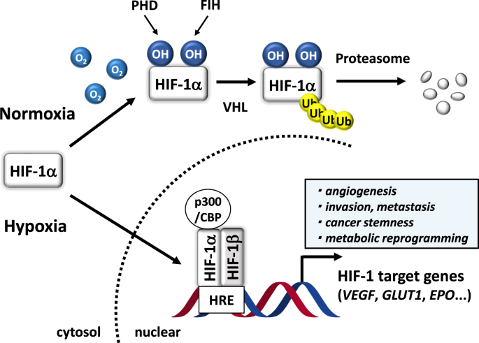 hif-1 on glutathione ncbi Stimulation of de novo synthesis by nitrofurantoin for enhanced resilience of hepatocytes | Cell Biology and Toxicology Hypoxia and Metabolism: The Role