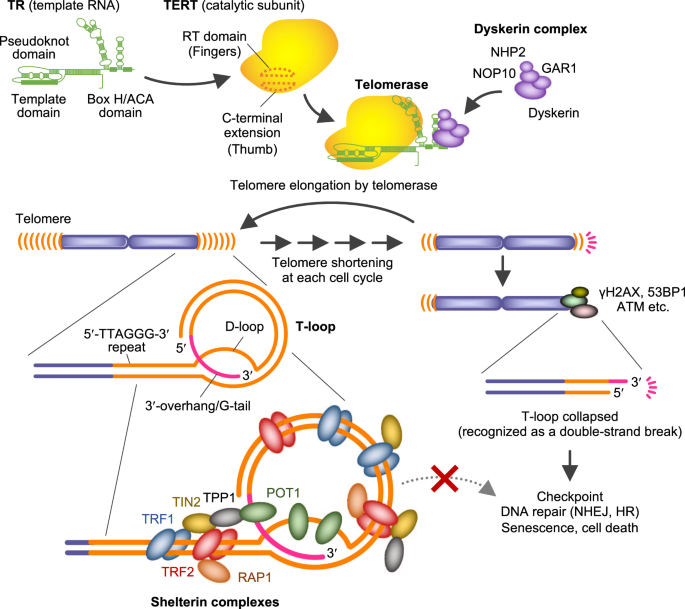 Chemical Targeting Of G Quadruplexes In Telomeres And Beyond For Molecular Cancer Therapeutics The Journal Of Antibiotics Chemical Targeting Of G Quadruplexes In Telomeres And Beyond For Molecular Cancer Therapeutics The Journal Of Antibiotics