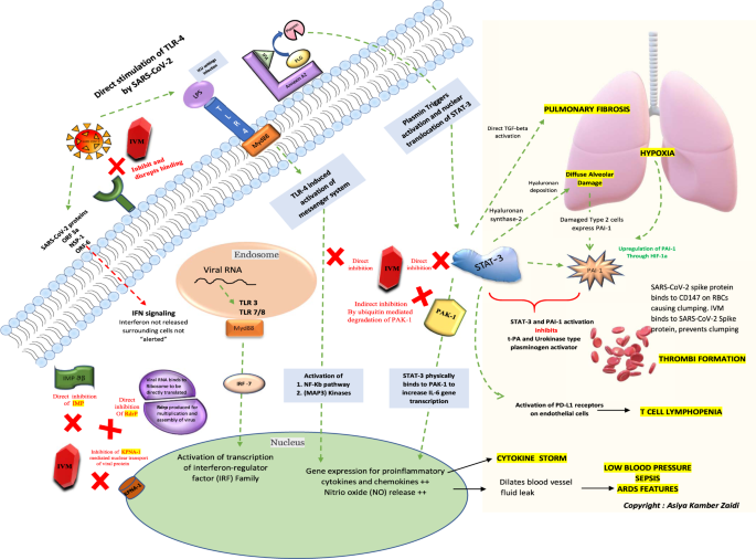 De werkingsmechanismen van ivermectine tegen SARS-CoV-2 - een uitgebreid overzicht - The Journal of Antibiotics