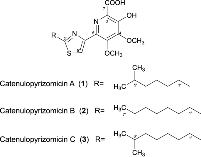 Catenulopyrizomicins, new anti-hepatitis b virus compounds, from the rare actinomycete catenuloplanes sp. Mm782l-181f7