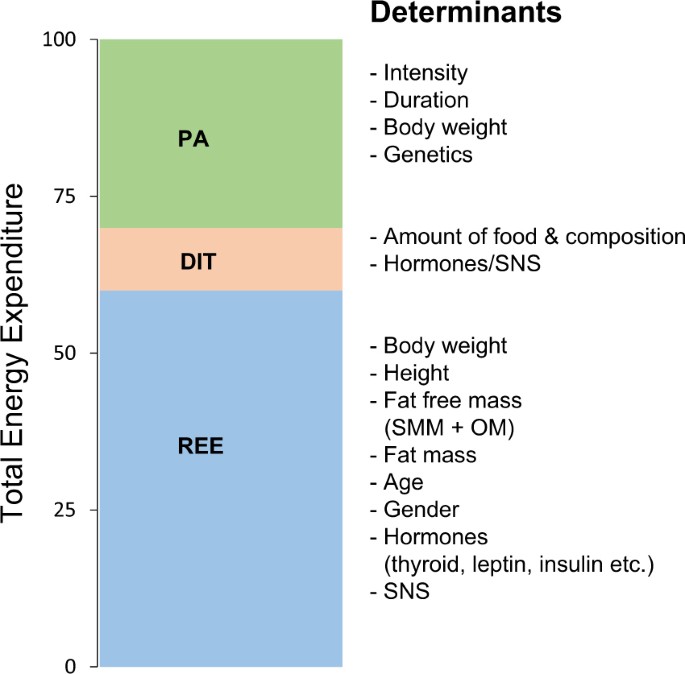 Resting energy expenditure and body composition: critical aspects for  clinical nutrition | European Journal of Clinical Nutrition